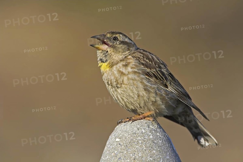 Rock Sparrow (Petronia petronia) singing, Lesvos, Greece