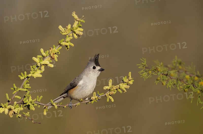 Black-crested Titmouse (Baeolophus atricristatus) perched on a branch, Texas, USA
