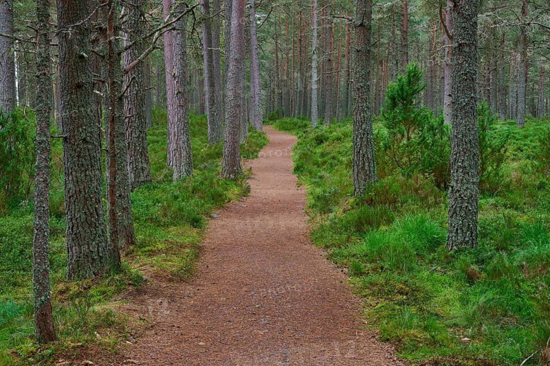 Long straight trail through lush pine forest with green soil, Loch Garden, Nethy Bridge, Scotland, United Kingdom, Great Britain