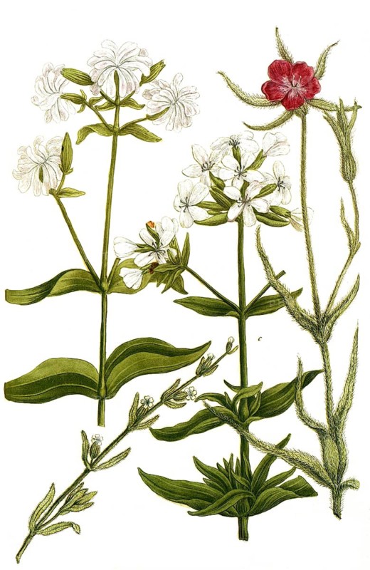 Botany, plants, a. lychnis segetum, b. lychnis segetum meridionalium, c, lychnis saponaria, soapwort, d. lychnis saponaria dicta flore multiplici