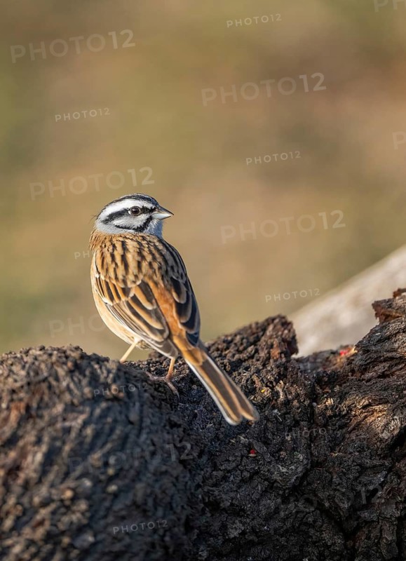 Captivating image of a rock bunting (Emberiza cia) gracefully perched on the textured bark of a tree, showcasing its distinctive striped head and brown streaked plumage against a soft, blurred background