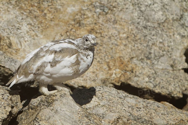 White-tailed Ptarmigan (Lagopus leucura), California, USA