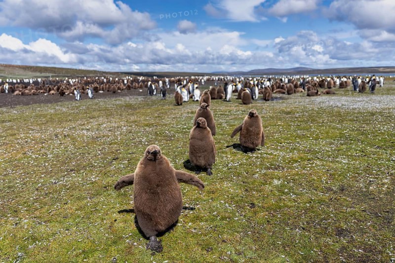 King penguins (Aptenodytes patagonicus), chicks in brown down plumage in the foreground, breeding colony with adults and juveniles in the background, grassy area with feathers, Volunteer Point, Falkland Islands