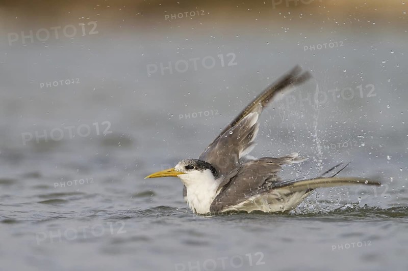 Greater Crested Tern (Thalasseus bergii) bathing, Oman
