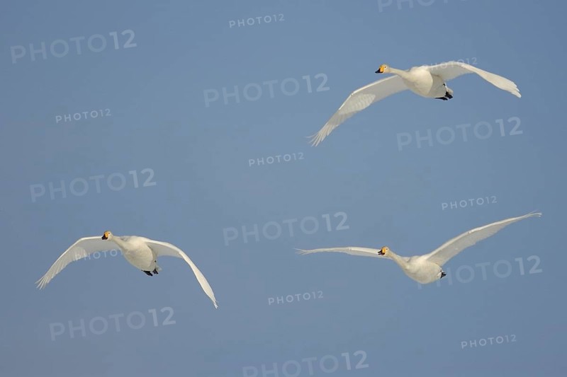 Whooper Swan (Cygnus cygnus), Hokkaido, Japan