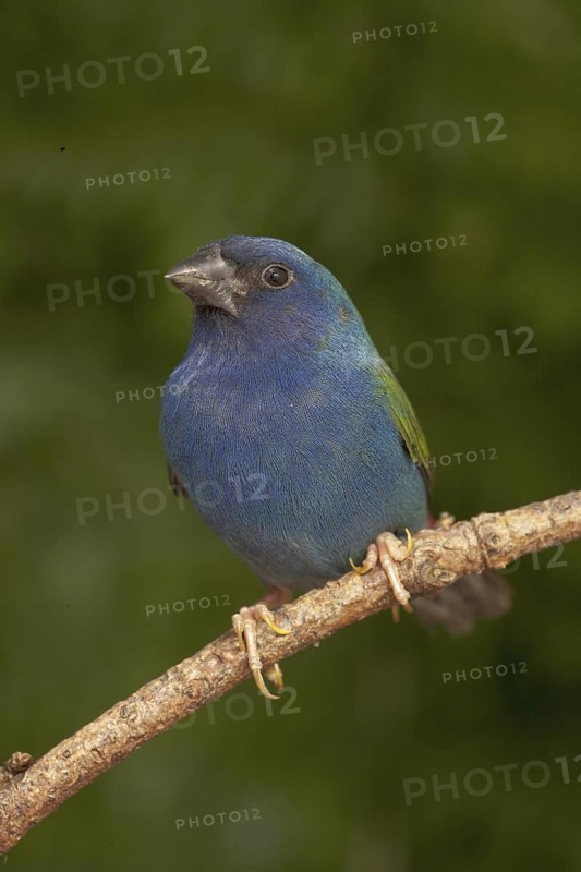 Tricolored Parrotfinch (Erythrura tricolor)