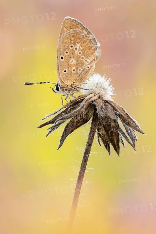 Das Weibchen vom Zahnflügel-Bläuling (Polyommatus daphnis) die Ausbuchtungen am Hinterflügel sind hier deutlich ausgeprägter als beim Männchen