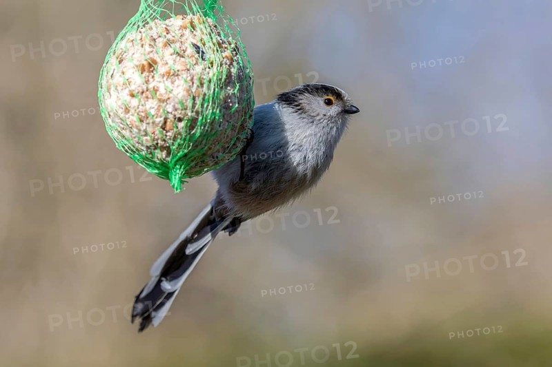 Long-tailed Tit (Aegithalos caudatus europaeus) on a bird fat ball, Mecklenburg-Western Pomerania, Germany
