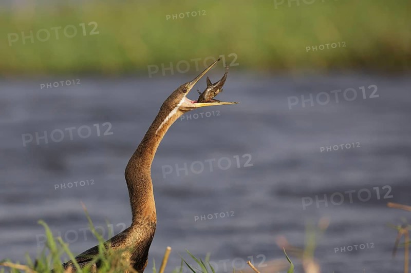 African Darter (Anhinga rufa) with captured fish prey, Chobe, Botswana