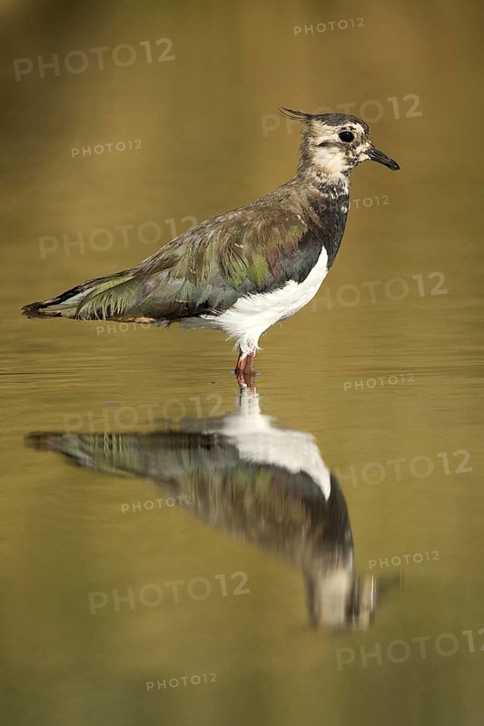 Northern Lapwing (Vanellus vanellus), Castile-La Mancha, Spain