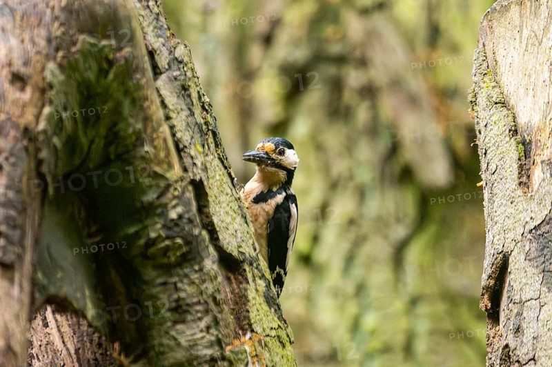 Great spotted woodpecker (Dendrocopos major) sitting on a branch, Bavaria, Germany, Europ