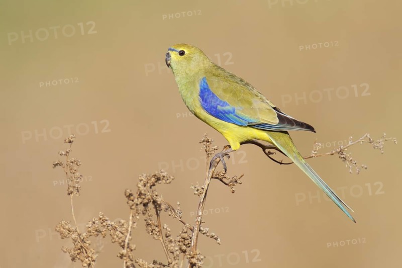Blue-winged Parrot (Neophema chrysostoma) female, Victoria, Australia