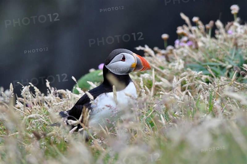 Puffin (Fratercula arctica)