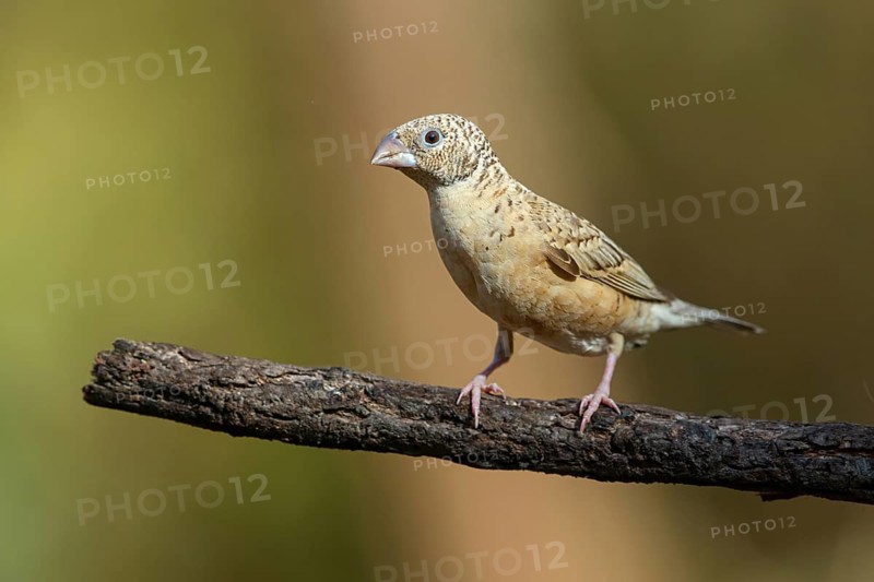 Cut-throat finch (Amadina fasciata), pair, perching station, Road N4 to Kaolack, Firgui, South Bank, Senegal