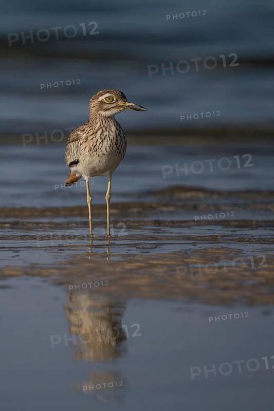 Senegal Thick-knee (Burhinus senegalensis) at shoreline, Senegal