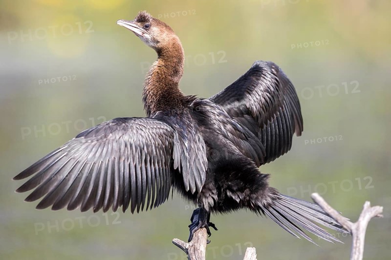 Pygmy Cormorant (Microcarbo pygmeus) spreading wings, perched on an old branch, Danube Delta, Romania