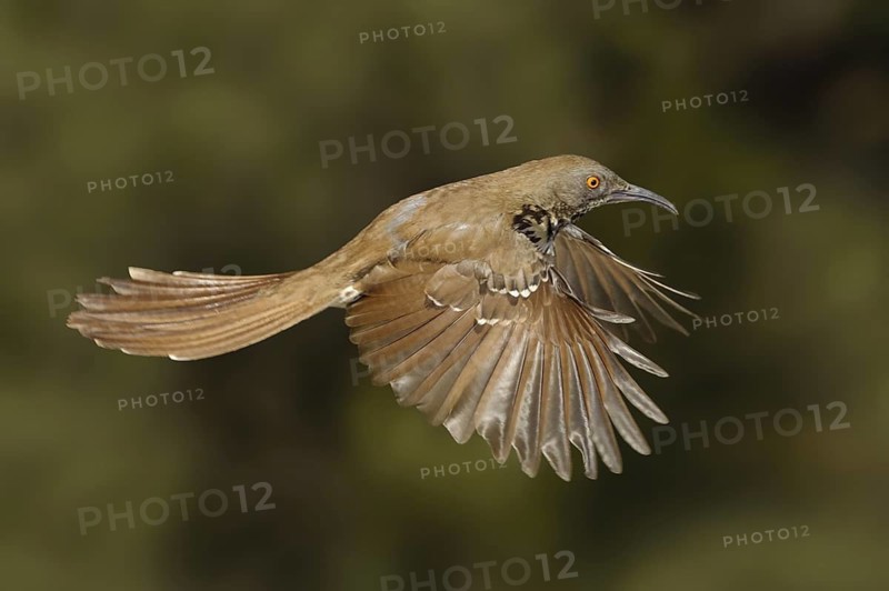 Long-billed Thrasher (Toxostoma longirostre), Texas, USA