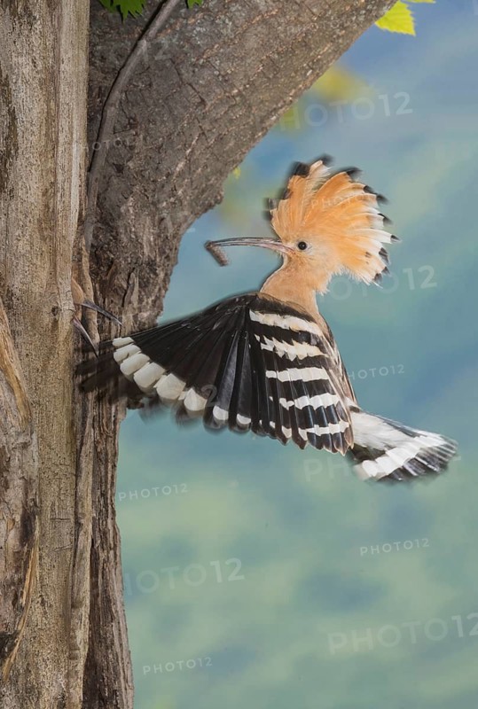 Eurasian Hoopoe (Upupa epops) at nest hole, Aosta Valley, Italy