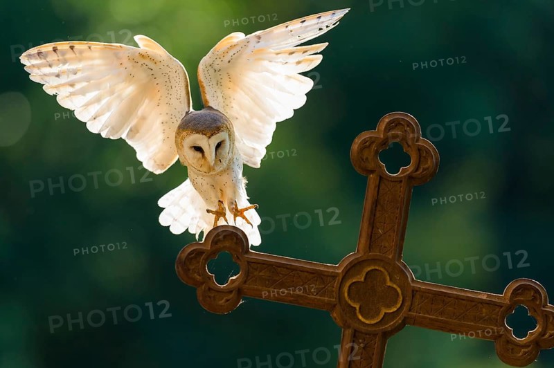 Western Barn Owl (Tyto alba) landing on a grave cross at a cemetery, Lower Saxony, Germany
