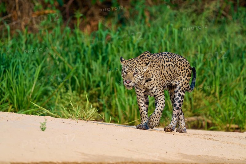 A jaguar moves over sandy ground in a natural environment, Jaguar (Panthera onca), Pantanal, Mato Grosso, Brazil
