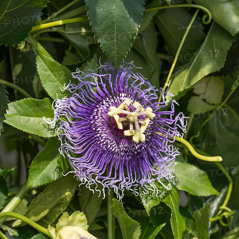 Passion flower (Passiflora 'Byron Beauty'), Mainau Island, Germany