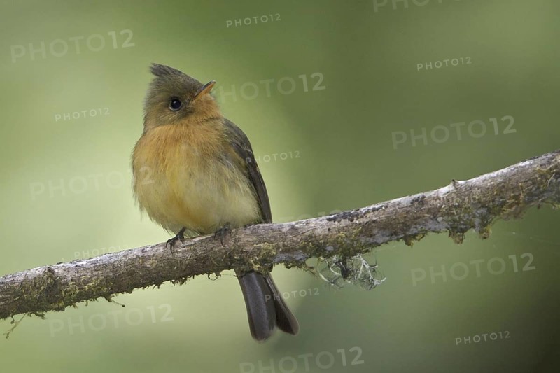 Northern Tufted Flycatcher (Mitrephanes phaeocercus), Costa Rica