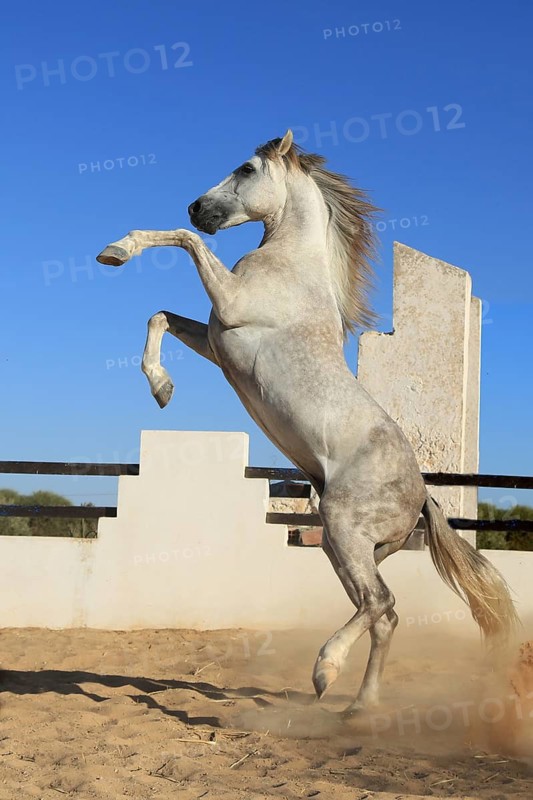 Berber horse, Djerba, Tunisia, Berber