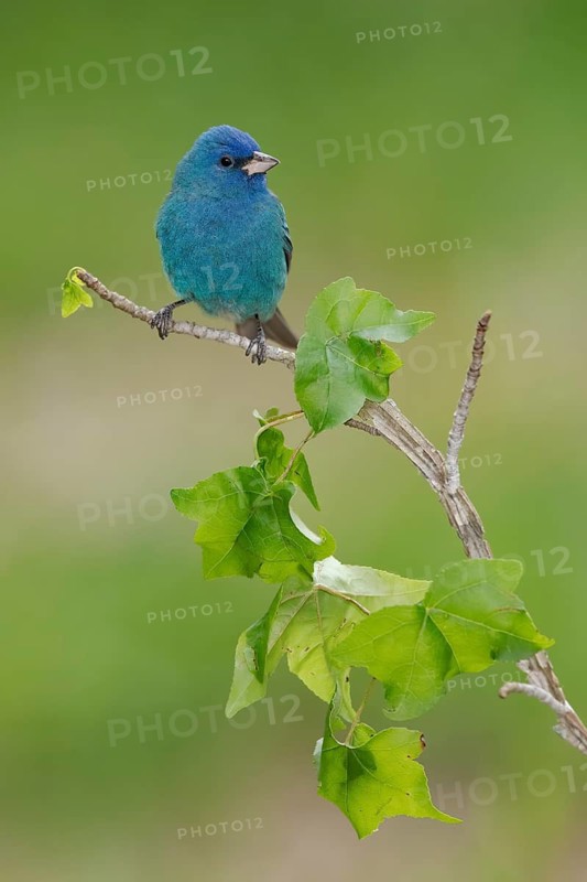 Indigo Bunting (Passerina cyanea) male perched on a branch, Texas, USA