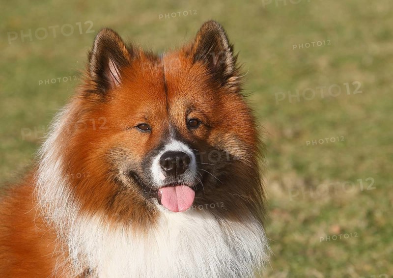 Large Elo (Canis lupus familiaris), male 3 years, portrait, North Rhine-Westphalia, Germany