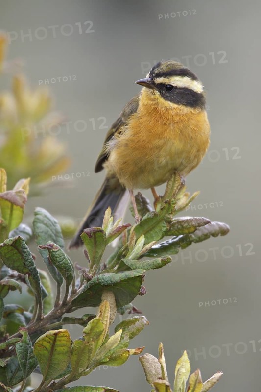 Three-striped Hemispingus (Hemispingus trifasciatus) perched on a branch in Bolivia, South America