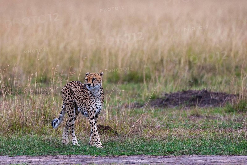 Cheetah (Acinonyx jubatus), South Africa