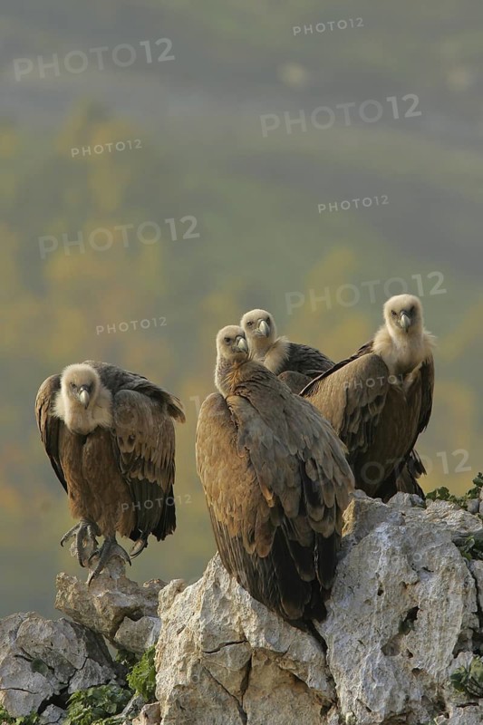 Griffon Vulture (Gyps fulvus), Andalusia, Spain