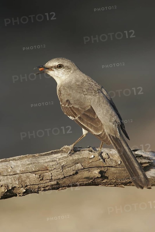 Northern Mockingbird (Mimus polyglottos), Texas, USA