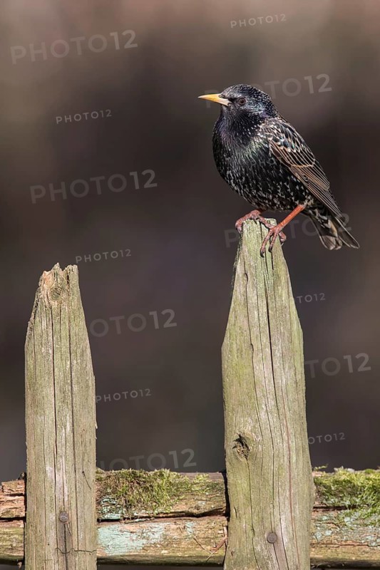 Common Starling (Sturnus vulgaris) perched on a wooden fence post, Poland
