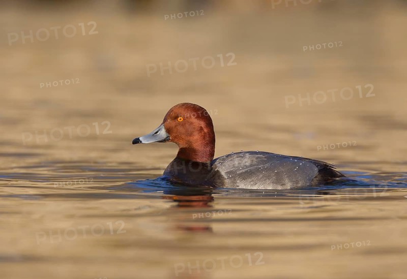 Redhead (Aythya americana) male, Ohio, USA