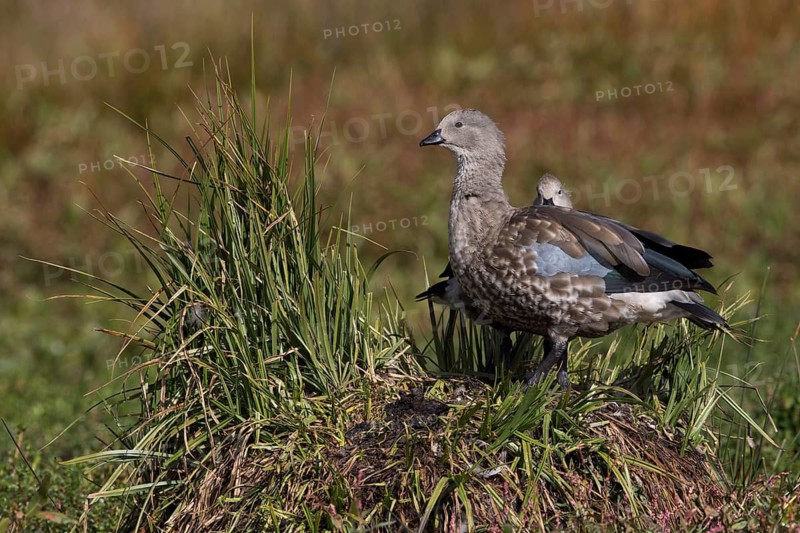 Blue-winged Goose (Cyanochen cyanoptera) pair, Bale Mountains National Park, Ethiopia