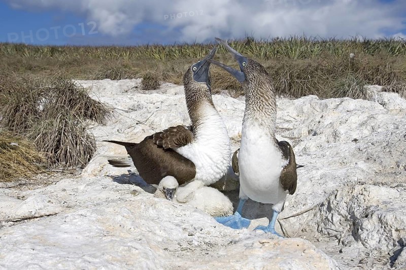 Blue-footed Booby Sula nebouxii Las Marietas Islands, Bahia Banderas, Jalisco, Mexico 1 April Adults greeting at the nest & Immature. Sulidae