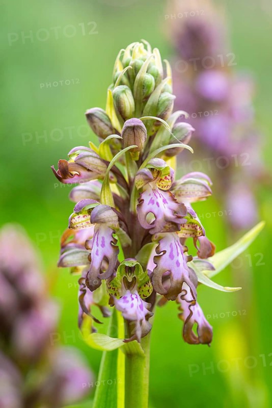 Detailed close-up of a Himantoglossum robertianum orchid, showcasing its intricate purple and green flowers against a soft green background in its natural setting