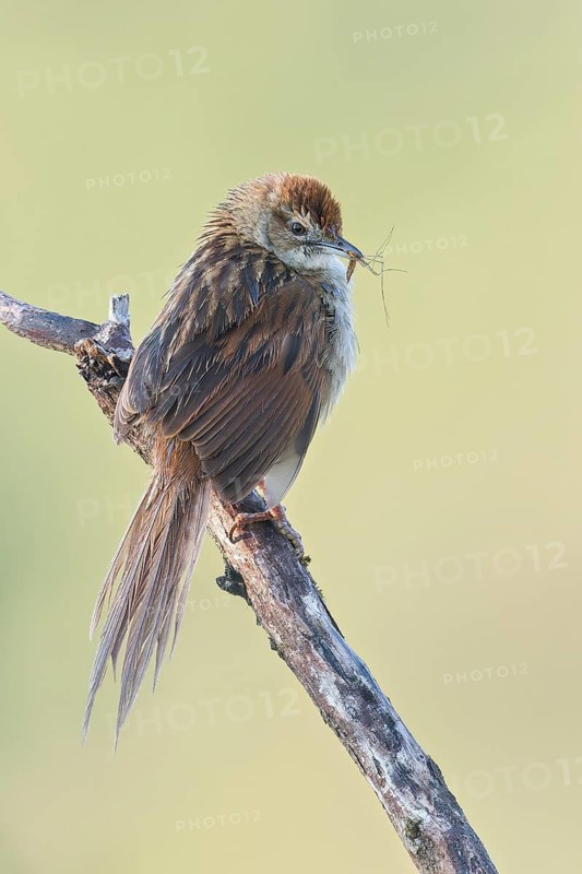 Papuan Grassbird (Cincloramphus macrurus) perched on a branch in Papua New Guinea
