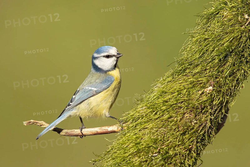 Eurasian Blue Tit (Cyanistes caeruleus) perched on a branch, Smaland, Sweden
