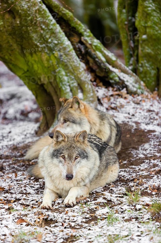 Two adult male eurasian gray wolves (Canis lupus lupus) rest in front of an old split tree at a forest edge