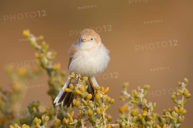 African Desert Warbler (Sylvia deserti), Morocco
