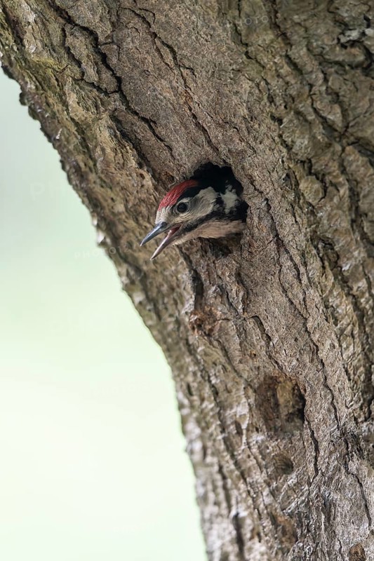 Great spotted woodpecker (Dendrocopos major), juvenile, Emsland, Lower Saxony, Germany