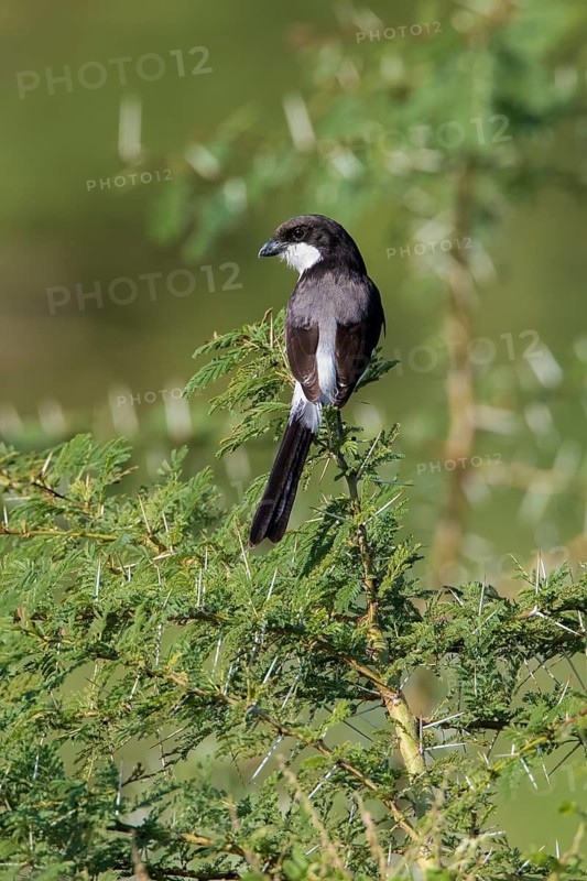 Long-tailed Fiscal (Lanius cabanisi) perched on a branch, Lake Manyara, Tanzania