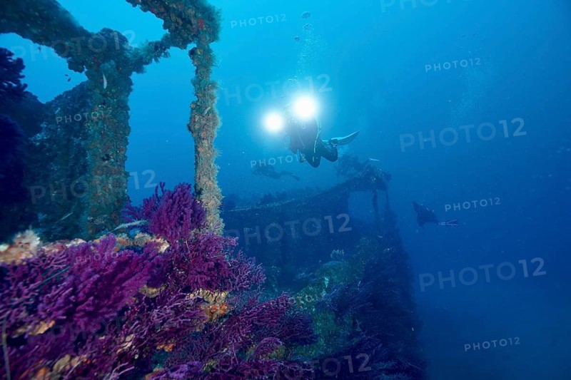 A mysterious shipwreck surrounded by corals, Violescent sea-whip (Paramuricea clavata), is explored by divers, dive site Wreck Le Grecq, Giens Peninsula, Mediterranean Sea, Porquerolles, Provence, Côte d'Azur, France
