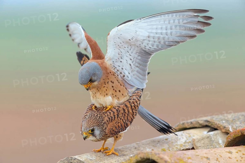 Kestrel, (Falco tinnunculus), falcon family, falcons, male and female, mating, copula, rooftop, Hides de El Taray Lesser Kestr, Villafranca de los Caballeros, Castilla La Mancha Toledo, Spain