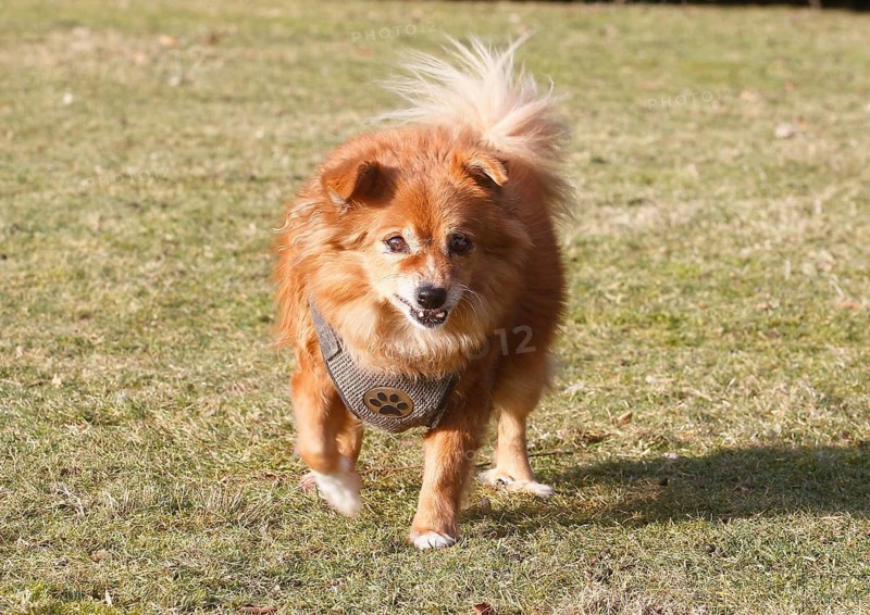 Chihuahua-Spitz crossbreed (Canis lupus familiaris), running across the meadow from the front, North Rhine-Westphalia, Germany