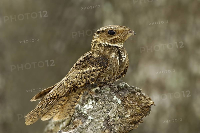 Chuck-will's-widow (Antrostomus carolinensis), Texas, USA