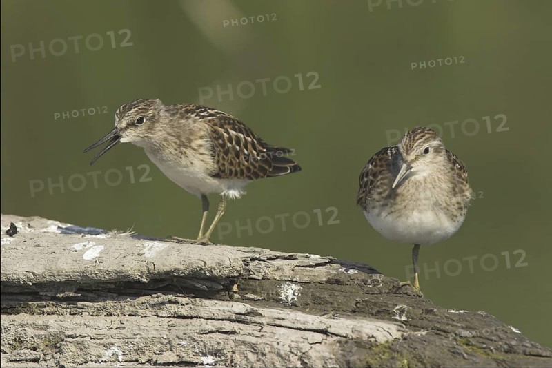 Least Sandpiper (Calidris minutilla), Ontario, Canada