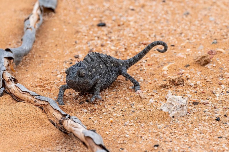 Desert chameleon, Namaqua chameleon (Chamaeleo namaquensis), Namib Desert near Swakopmund, Namibia